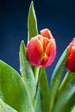 Fototapeta Tulipany - Closeup of colorful tulips