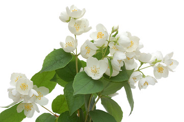 Wall Mural - jasmin