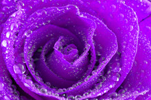 Rose With Water Drops/ Background
