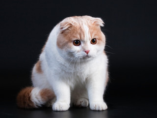 Scottish fold breed young cat