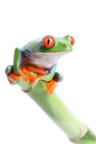 Fototapeta Zwierzęta - frog on bamboo isolated on white