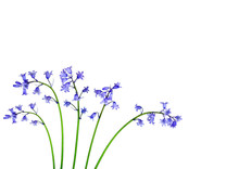 Bluebell Flower Beauty