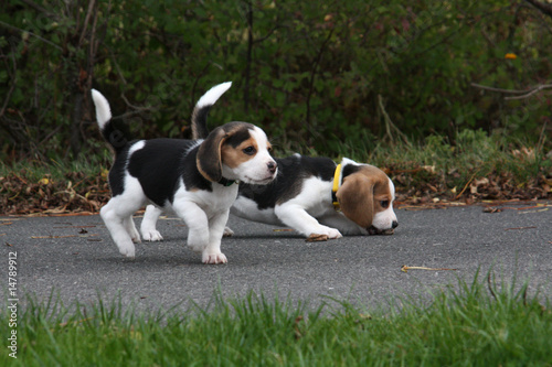 Bett Erwachen Eigenartig bilder von beagle welpen amazon Verdrehte  Blinddarm Dekodieren