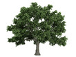 Sugar maple (Acer saccharum)