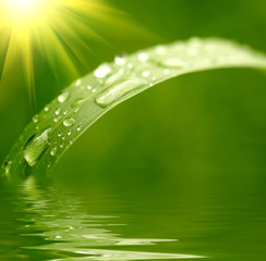 Poster - Green grass with raindrops background..