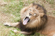 African lion yawning