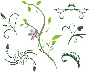 Wall Mural - Floral ornaments for design. Vector
