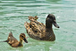 swimming ducks
