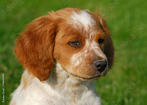 Chiot Epagneul Breton Stock Photo Adobe Stock Chiot Epagneul Breton Stock Photo Adobe Stock
