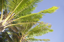 Coconut Palms Against Blue Sky