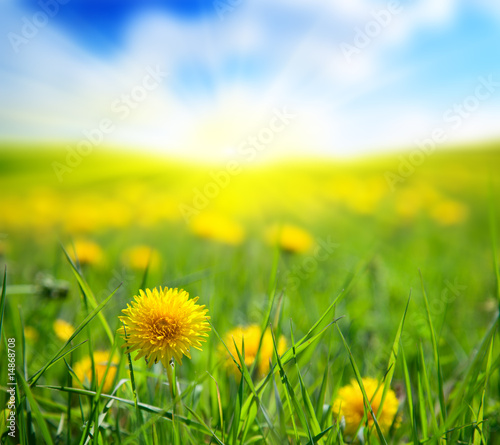 Foto-Doppelrollo - dandelions and sunny day (von Iakov Kalinin)