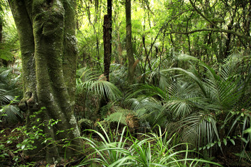tropical jungle forest