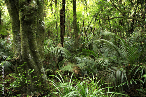 Foto-Fahne - Tropical jungle forest (von Stillfx)
