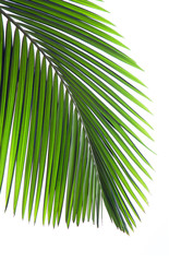 Wall Mural - Leaves of palm tree isolated on white background