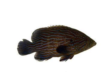 Wall Mural - Blue Line Grouper