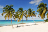 Fototapeta Las - palms on the beach tropical island cuba