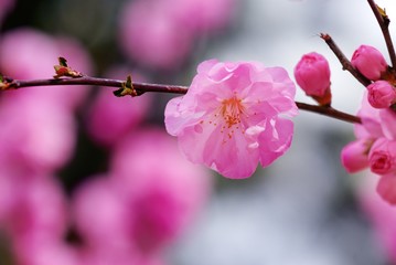 Fotomurales - Pink flowers