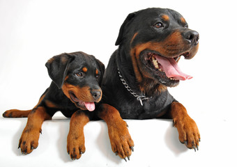 Wall Mural - rottweiler et son chiot