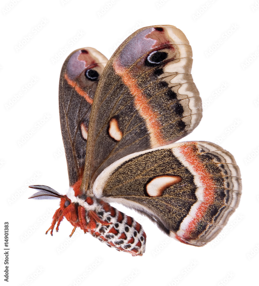 Flying Cecropia moth isolated on white Stock Photo | Adobe Stock