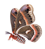 Fototapeta Zwierzęta - Flying Cecropia moth isolated on white