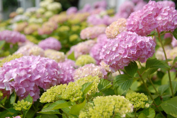 hydrangea flowers 2