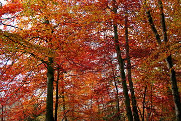 Poster - autumn woods