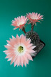 Rosa Kakteenblüte - Pink cactus blossom
