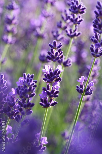 Naklejka na meble Lavendelblüten