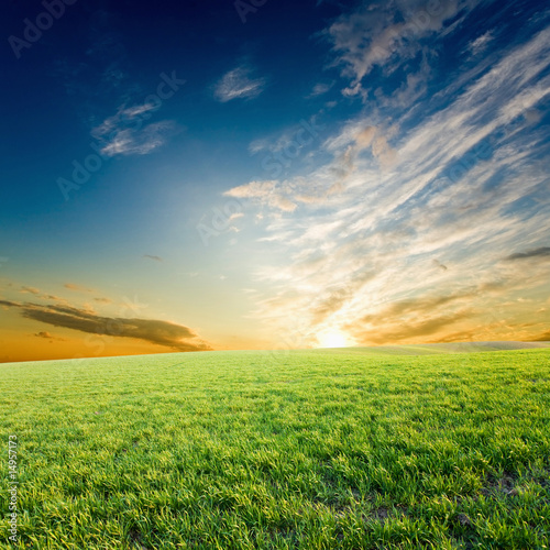 Foto-Vorhang - Sunset over green crops (von Mykola Velychko)
