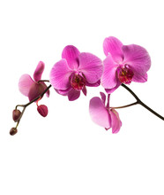 Pink Orchid Branch Isolated On White