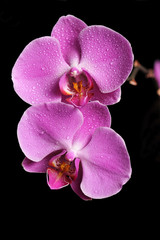  Pink Orchid