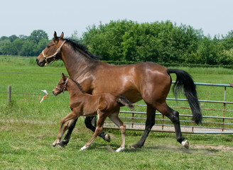 Running horses