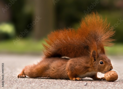 Fotografía Red squirrel with walnut - Eichhörnchen