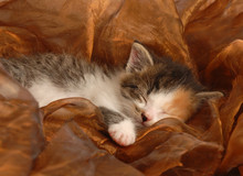 Orphaned Three Week Old Calico Kitten Sleeping