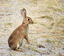 Wild Rabbit On Hind Legs, Alert.