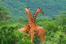 Fight Of Two Giraffes