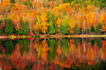 Canvas Print - Fall forest reflections