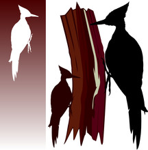 Woodpecker Villustration