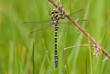 Dragonfly - Golden Ringed