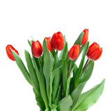 Fototapeta Tulipany - close-up red tulips isolated on white