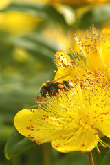 Wall Mural - bee collecting pollen from a summer flower