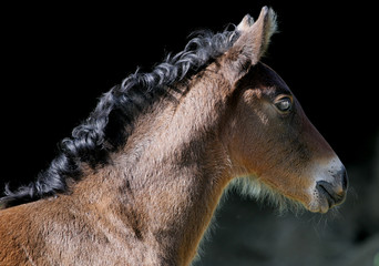 Wall Mural - brown bay foal