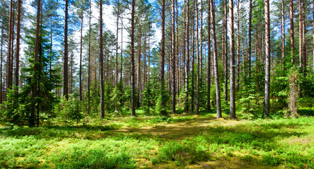 Summer forest