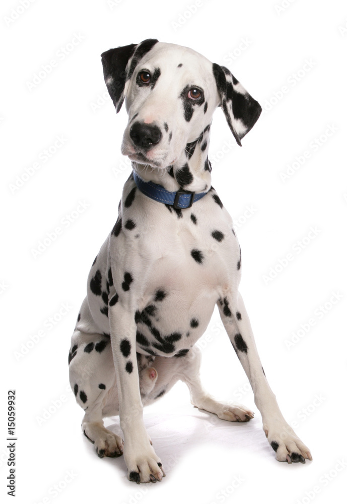 Dalmatian Dog - obrazy, fototapety, plakaty 