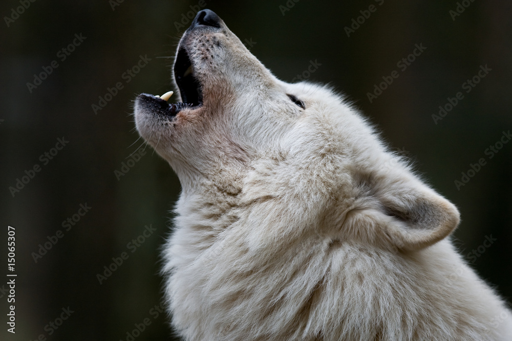 Polarwolf - obrazy, fototapety, plakaty 