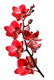 orchid isolated on white background