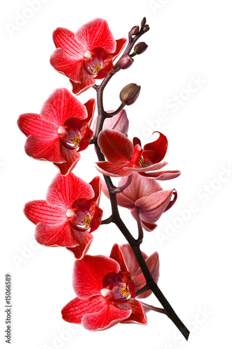 orchidea-odizolowywajaca-na-bialym-tle