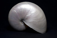 Pearly Nautilus Shell Upright
