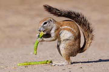 Wall Mural - ground squirrel (xerus inaurus), kalahari, south africa