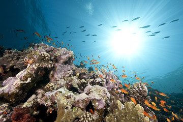 Wall Mural - ocean, coral and sun